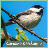 Carolina Chickadee
